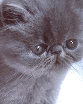 Cuccioli di Gatto Persiano