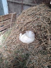 Coppia galline moroseta