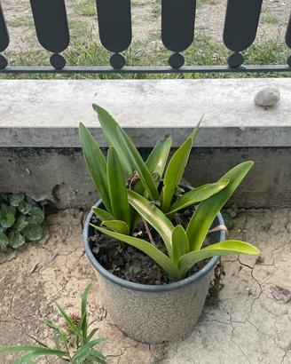 Piante in vaso