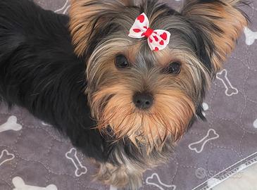 Cucciola di Yorkshire mini toy
