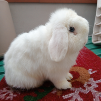 Coniglietti minilop puri