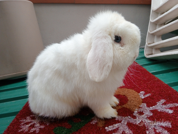 Coniglietti minilop puri