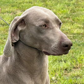 Weimaraner in arrivo