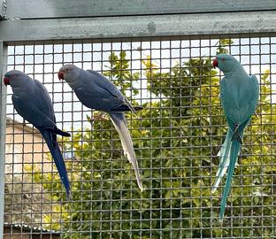 Coppia parrocchetto dal collare