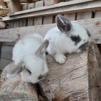 Coniglietti nani ariete mini lop