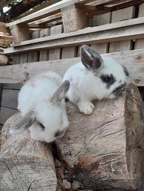 Coniglietti nani ariete mini lop