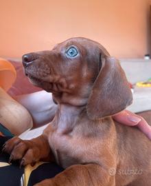 Bassotto Chocolate Dapple (merle)