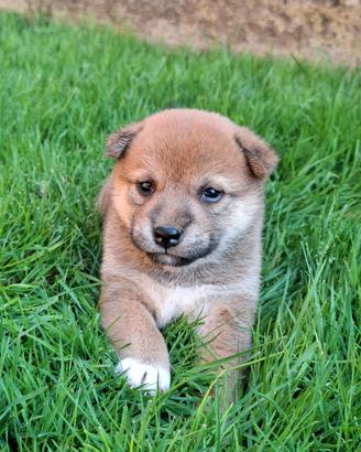 Cuccioli Shiba Inu