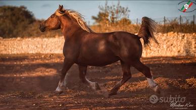 Cavalla tpr