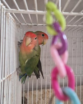 coppia di inseparabili