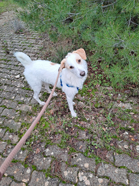Buffo cucciolone d 10 mesi mix spinone