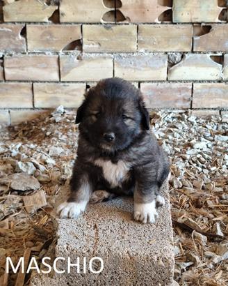 Cuccioli Pastore del Caucaso