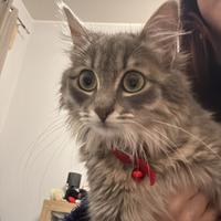 Gattina di 7 mesi primo vaccino fatto