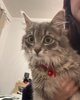 Gattina di 7 mesi primo vaccino fatto