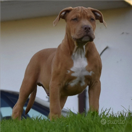 American Bully XL