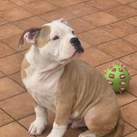 American bully