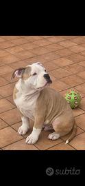 American bully