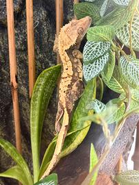 Geco Ciliatus