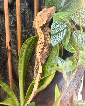 Geco Ciliatus