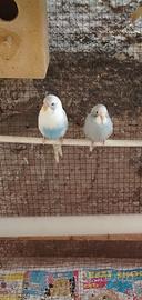 Cocoriti novelli 2026