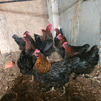 Gallo padovano galline marans anatre mute moroseta