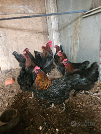 Gallo padovano galline marans anatre mute moroseta