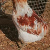 Galletto araucana