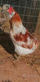 Galletto araucana