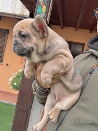 Bulldog francese