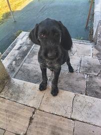 Cuccioli di Drahthaar femmine