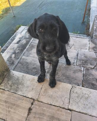 Cuccioli di Drahthaar femmine