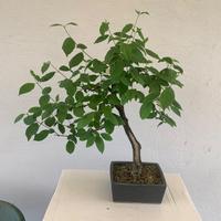 Prebonsai di cornus