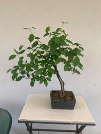 Prebonsai di cornus