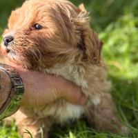 Maltipoo toy