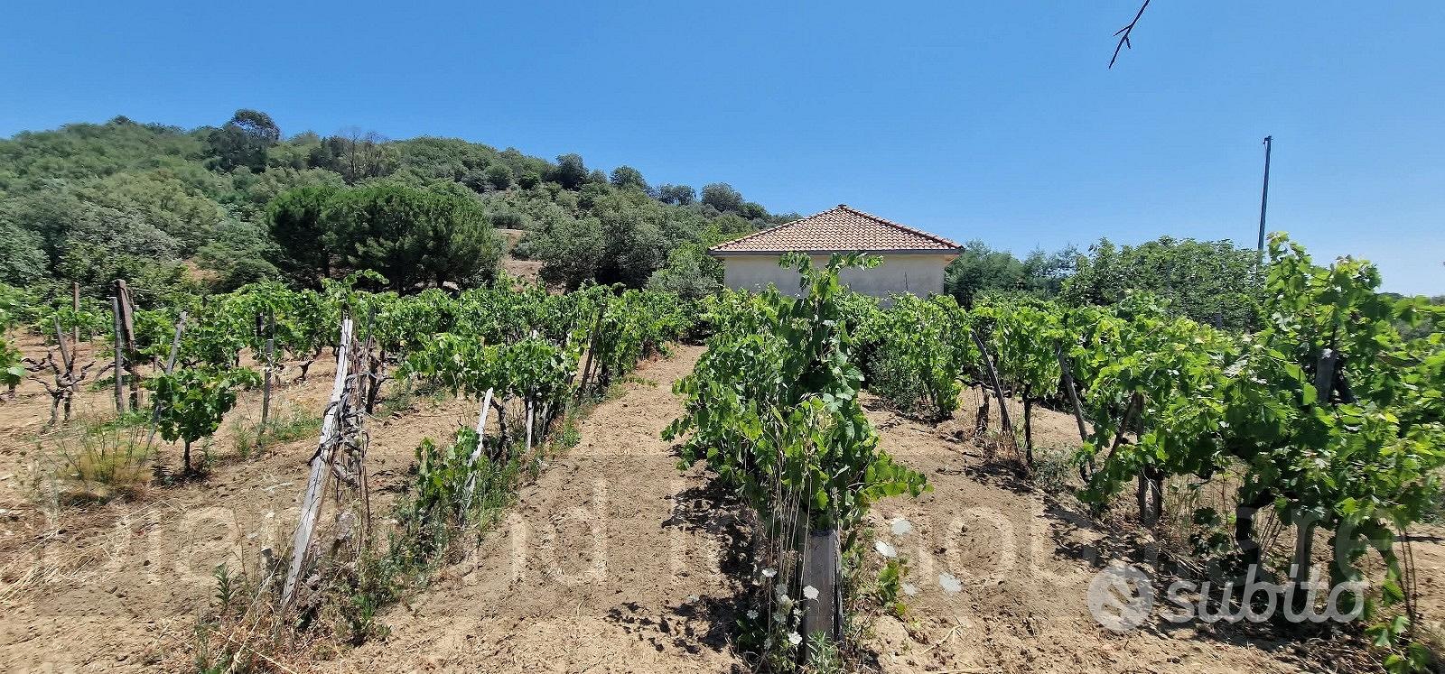 Terreno agricolo 7,5 ettari Castiglione di Sicilia - Vista 2