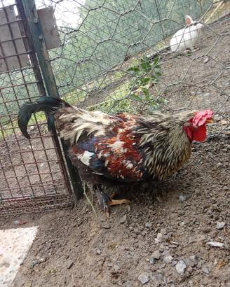 gallo 