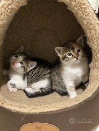 Scottish straight gatti