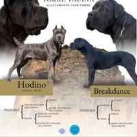 Cuccioli di Cane Corso