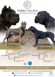 Cuccioli di Cane Corso