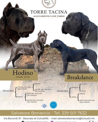 Cuccioli di Cane Corso
