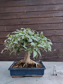 BONSAI