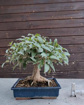 BONSAI