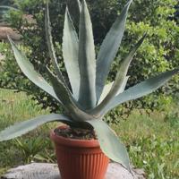 Piantine Agave Americana varie misure