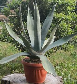 Piantine Agave Americana varie misure