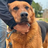 Tom 4 anni simil pastore