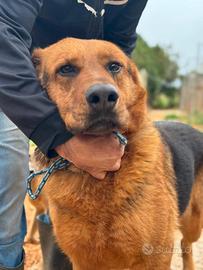 Tom 4 anni simil pastore