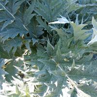 Foglie di carciofo e cardo per fitoterapia.