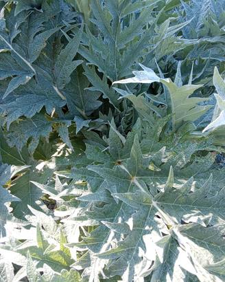 Foglie di carciofo e cardo per fitoterapia.