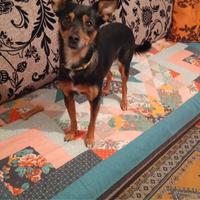 Adozione cane Bologna