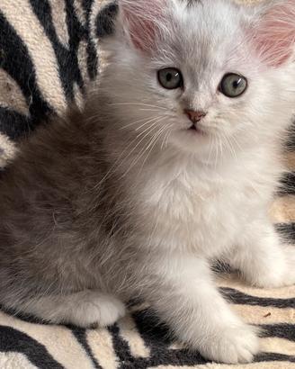 Gattino persiano normotipo